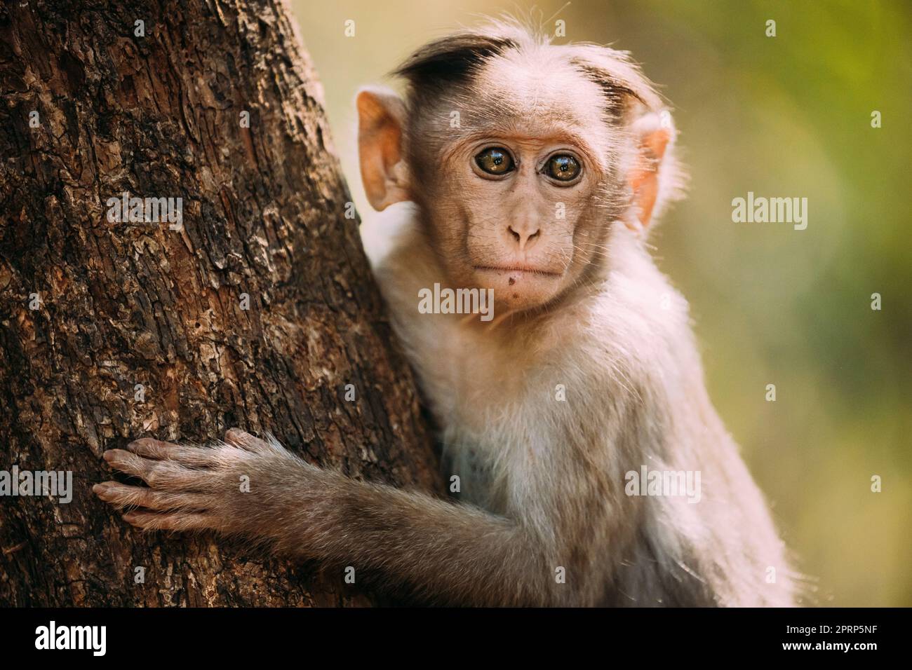 Goa, India. Young Bonnet Macaque - Macaca radiata o Zati seduti sull'albero. Primo piano Portrait of Cub. Scimmia Foto Stock