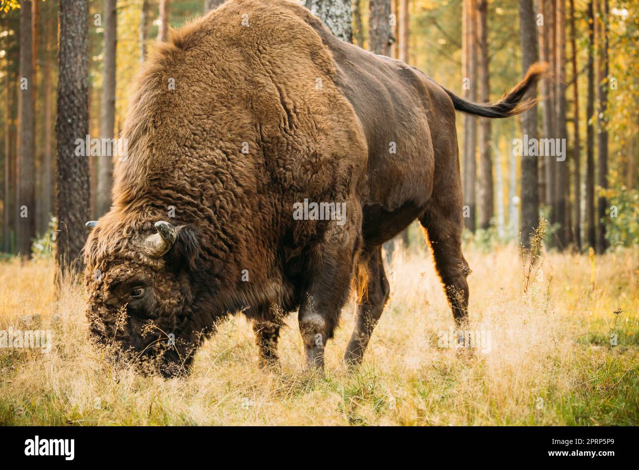 Bielorussia. Bison europeo o Bison bonasus, noto anche come bisonte di legno europeo o wisent nella foresta d'autunno. Riserva della Biosfera di Berezinsky. Foto Stock