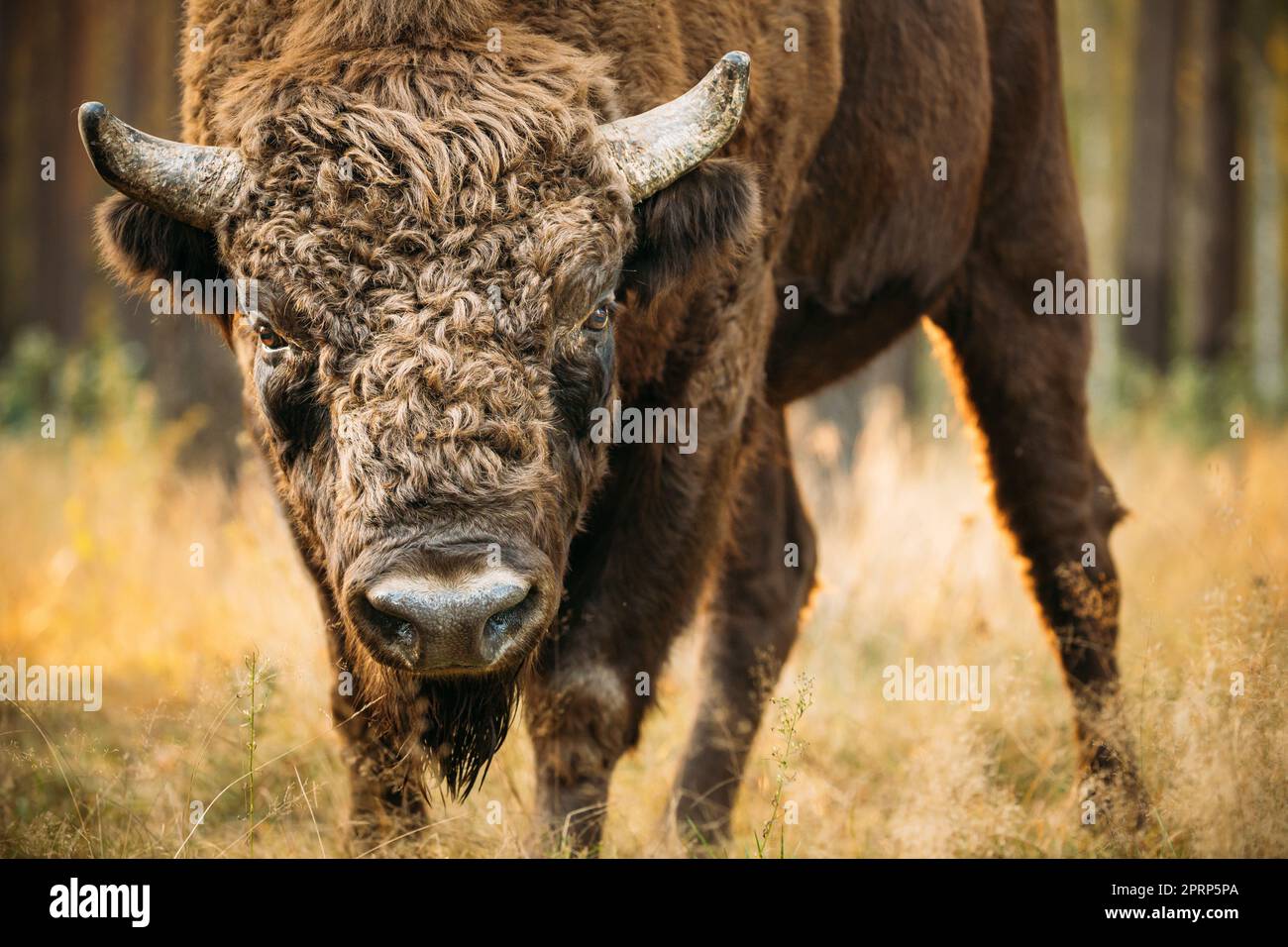 Bielorussia. Bison europeo o Bison bonasus, noto anche come bisonte di legno europeo o wisent nella foresta d'autunno. Riserva della Biosfera di Berezinsky. Foto Stock