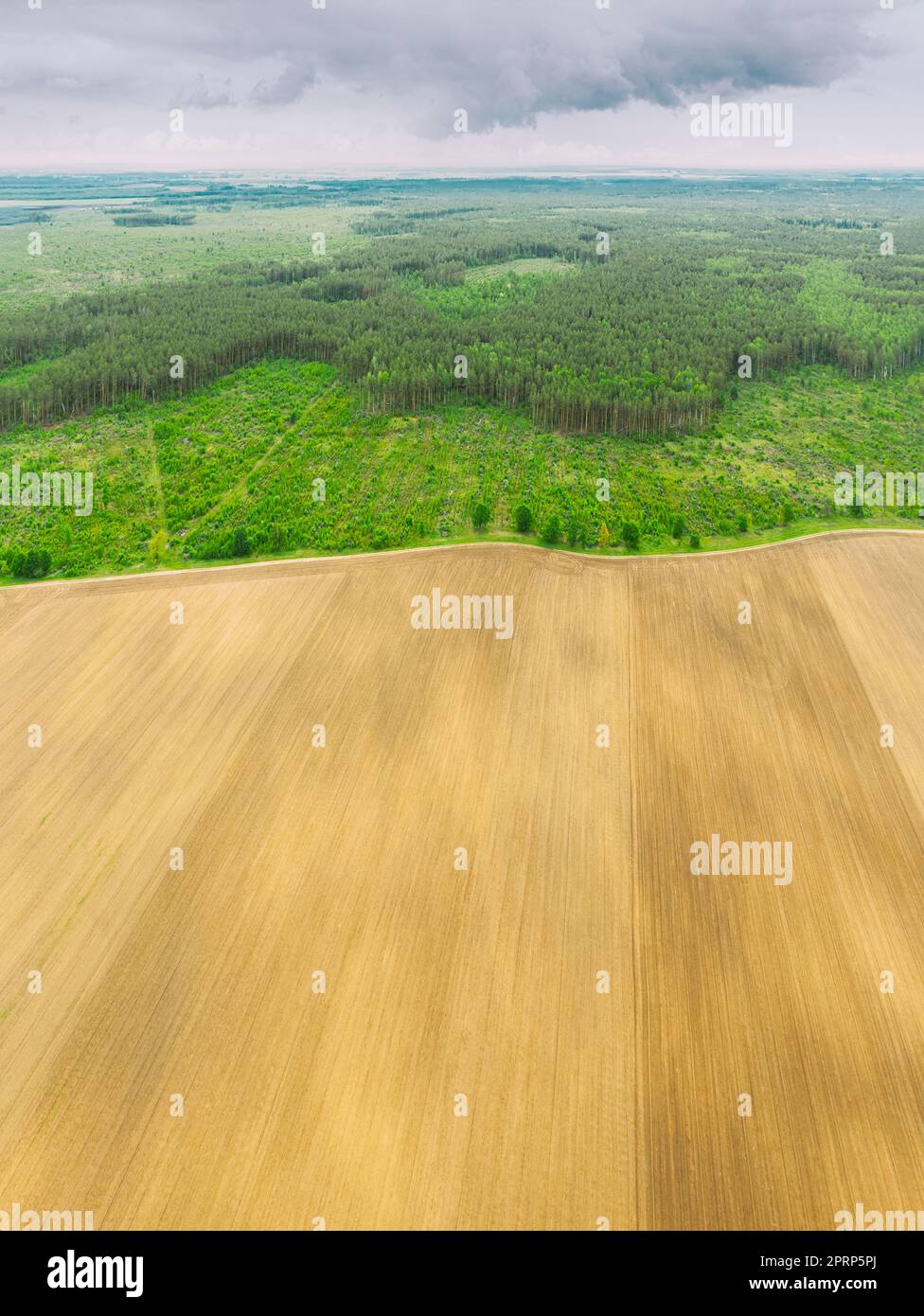 Vista aerea del paesaggio della zona di deforestazione e campo. Vista dall'alto di Field e Green Pine Forest Landscape. Deforestazione industriale su larga scala per espandere i campi agricoli Foto Stock