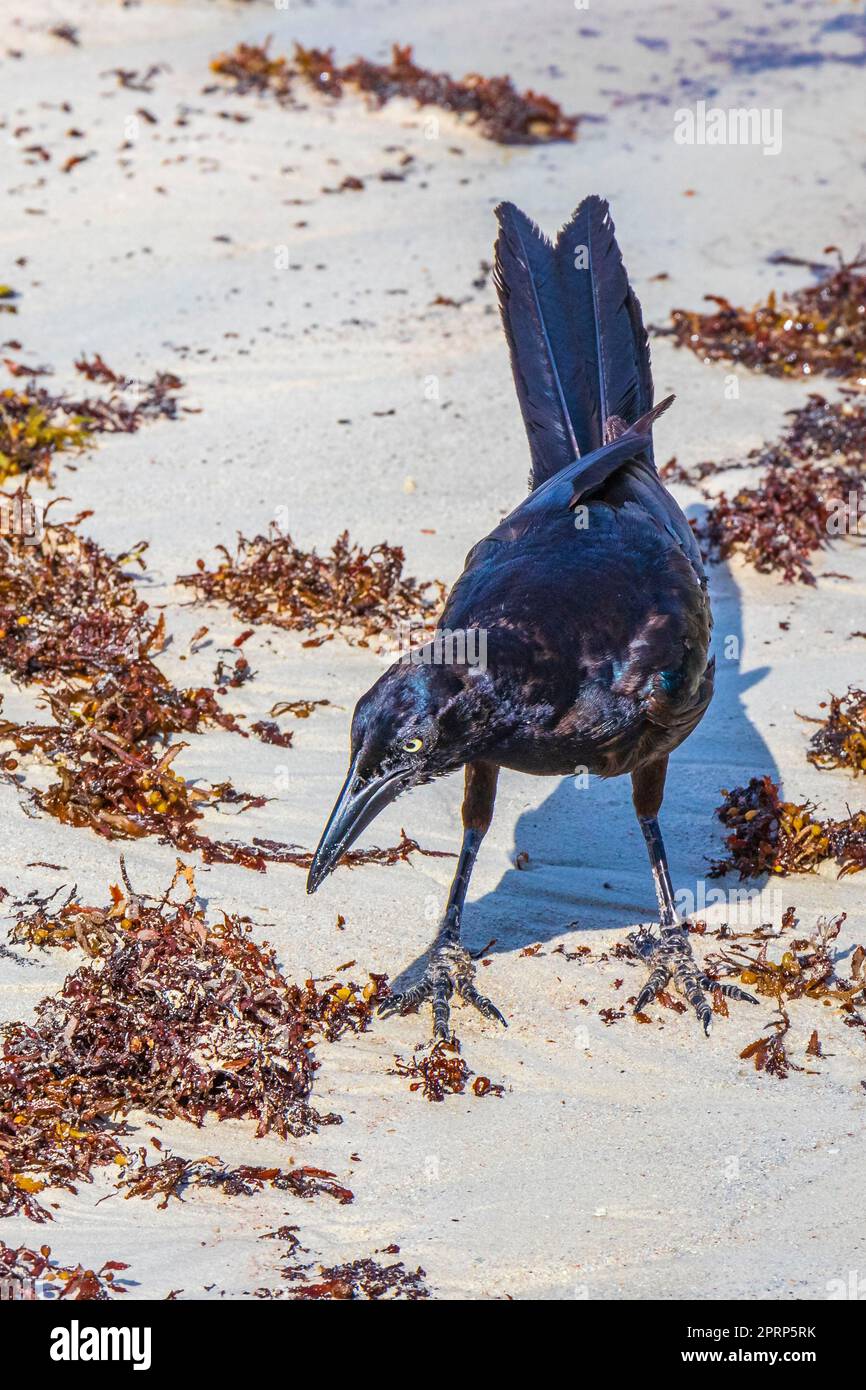 L'uccello Grackle Great-Tailed sta mangiando sargazo sulla spiaggia del Messico. Foto Stock