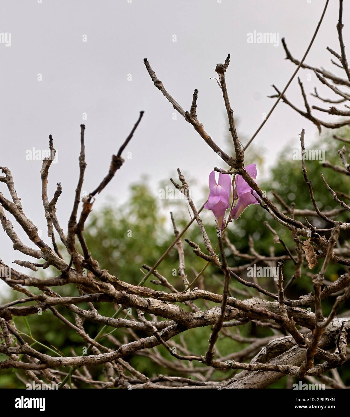 Fiori di giglio pallido tra rami secchi. Iris pallida Lam Foto Stock