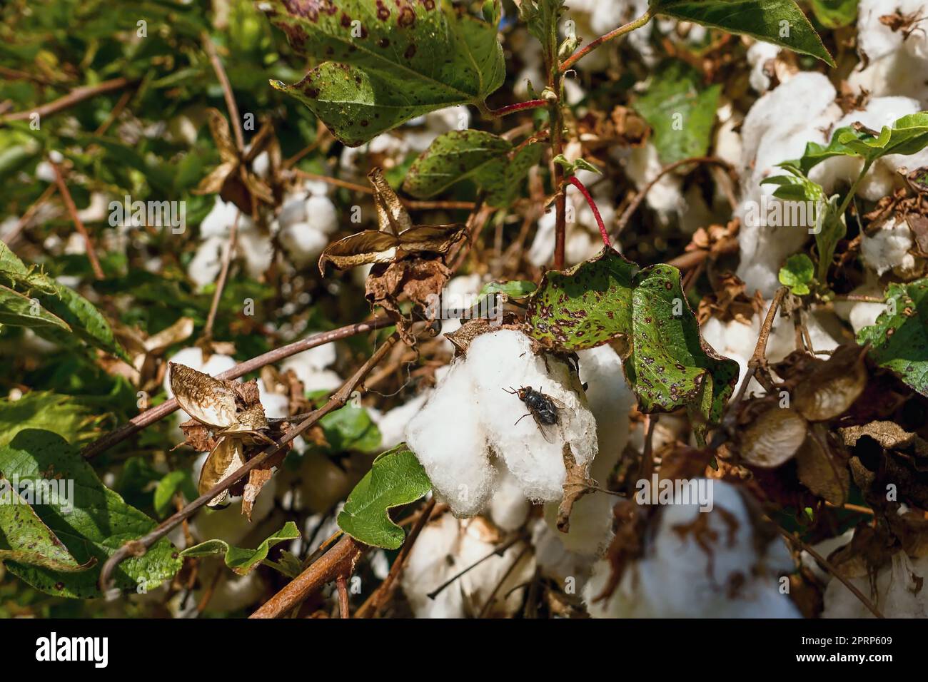 Pianta di cotone, Gossypium, famiglia Malvaceae Foto Stock