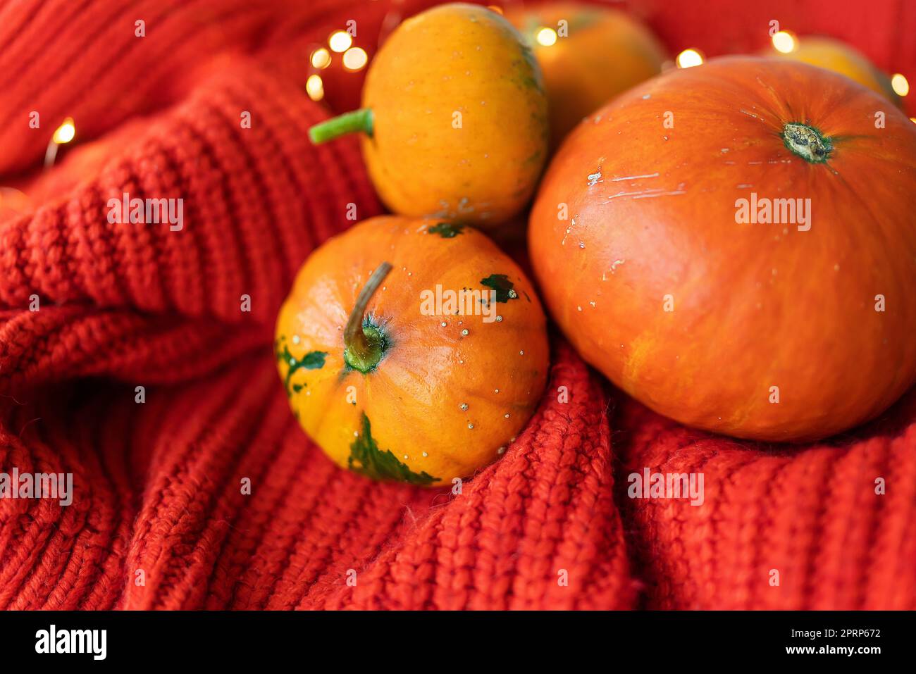 Diverse zucche arancioni su sfondo rosso giacciono su un tessuto lavorato a maglia sullo sfondo delle luci. Foto Stock