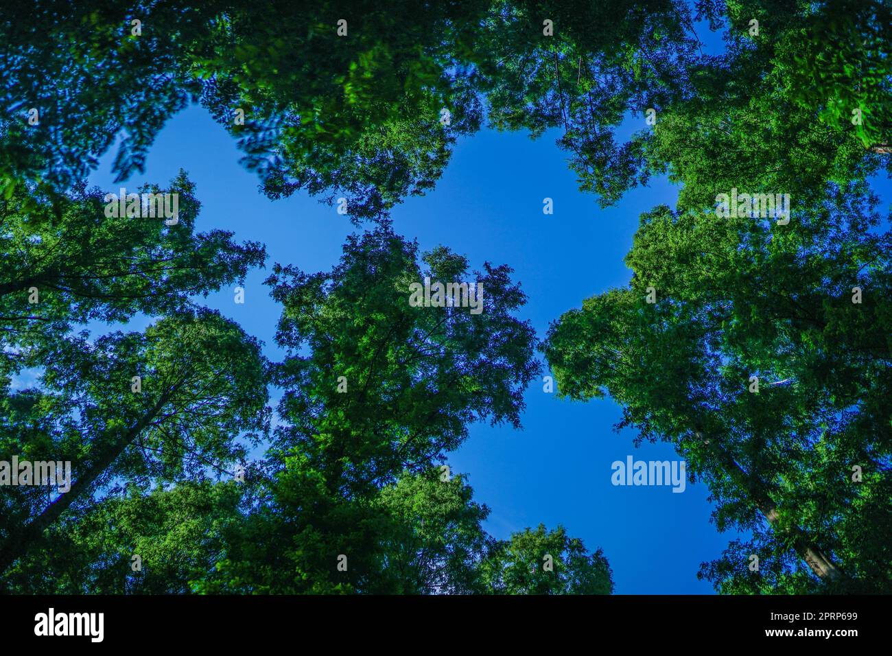 Il cielo sbircia dall'albero di Metasequoia Foto Stock