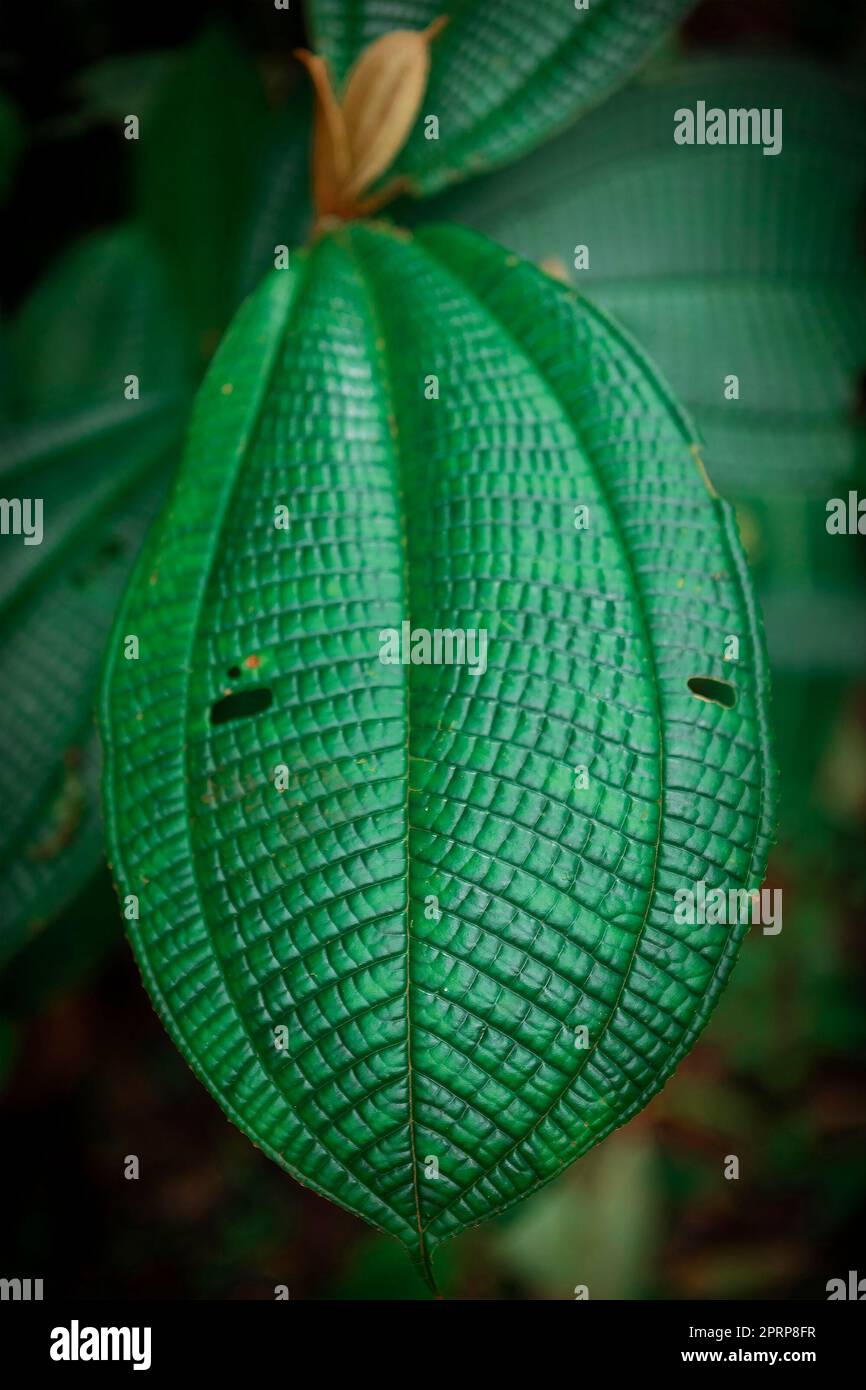 primo piano di una foglia di pianta tropicale Foto Stock