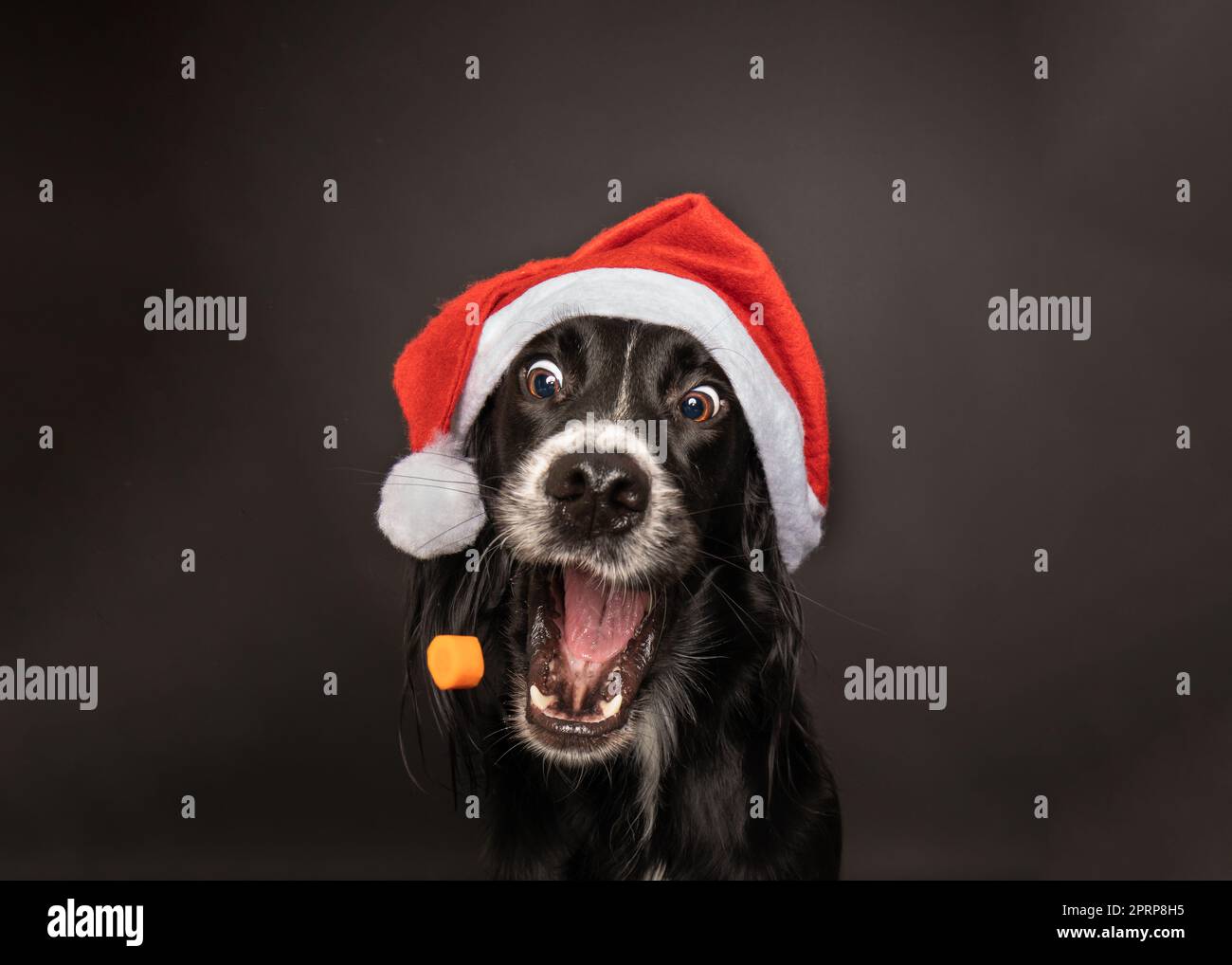 Ritratto di natale di un nero Setter Irlandese la cattura di un trattamento che indossa un il bianco e il rosso santa claus hat con felice, entusiasta espressione. Foto Stock