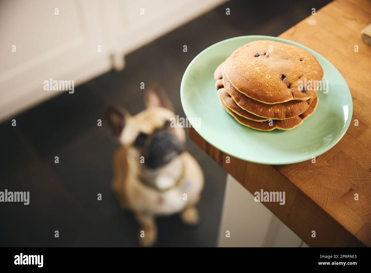 Pila di frittelle al mirtillo sul piano di lavoro con l'accattonaggio del cane Foto Stock