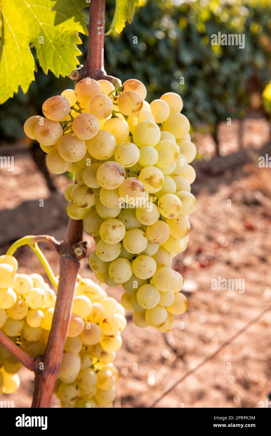 Uva Vermentino. Grappoli di uve bianche mature sulla piantina. Agricoltura. Foto Stock