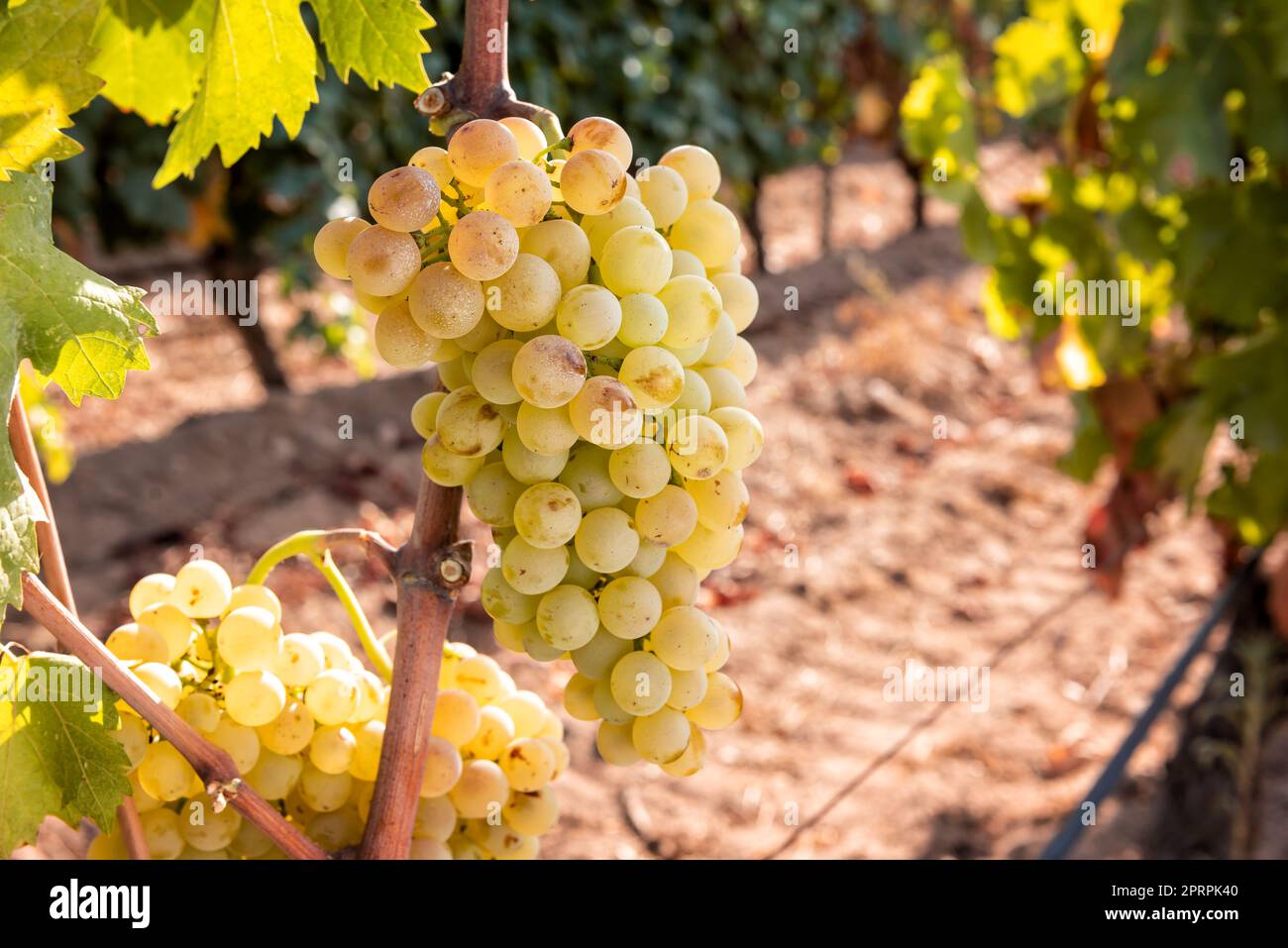 Uva Vermentino. Grappoli di uve bianche mature sulla piantina. Agricoltura. Foto Stock