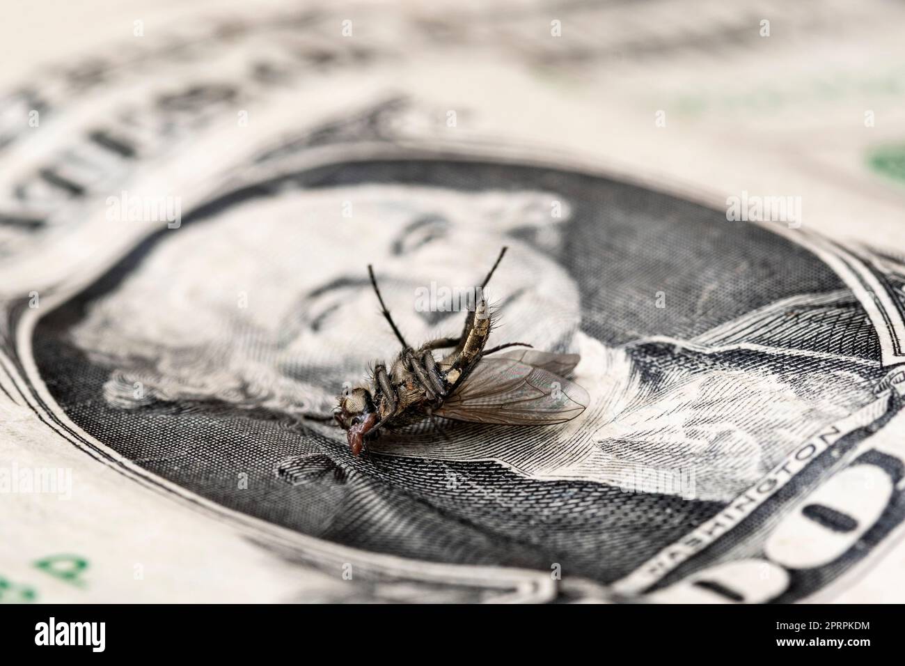 Crisi finanziaria - morti secchi casalinghi su un bil da un dollaro Foto Stock