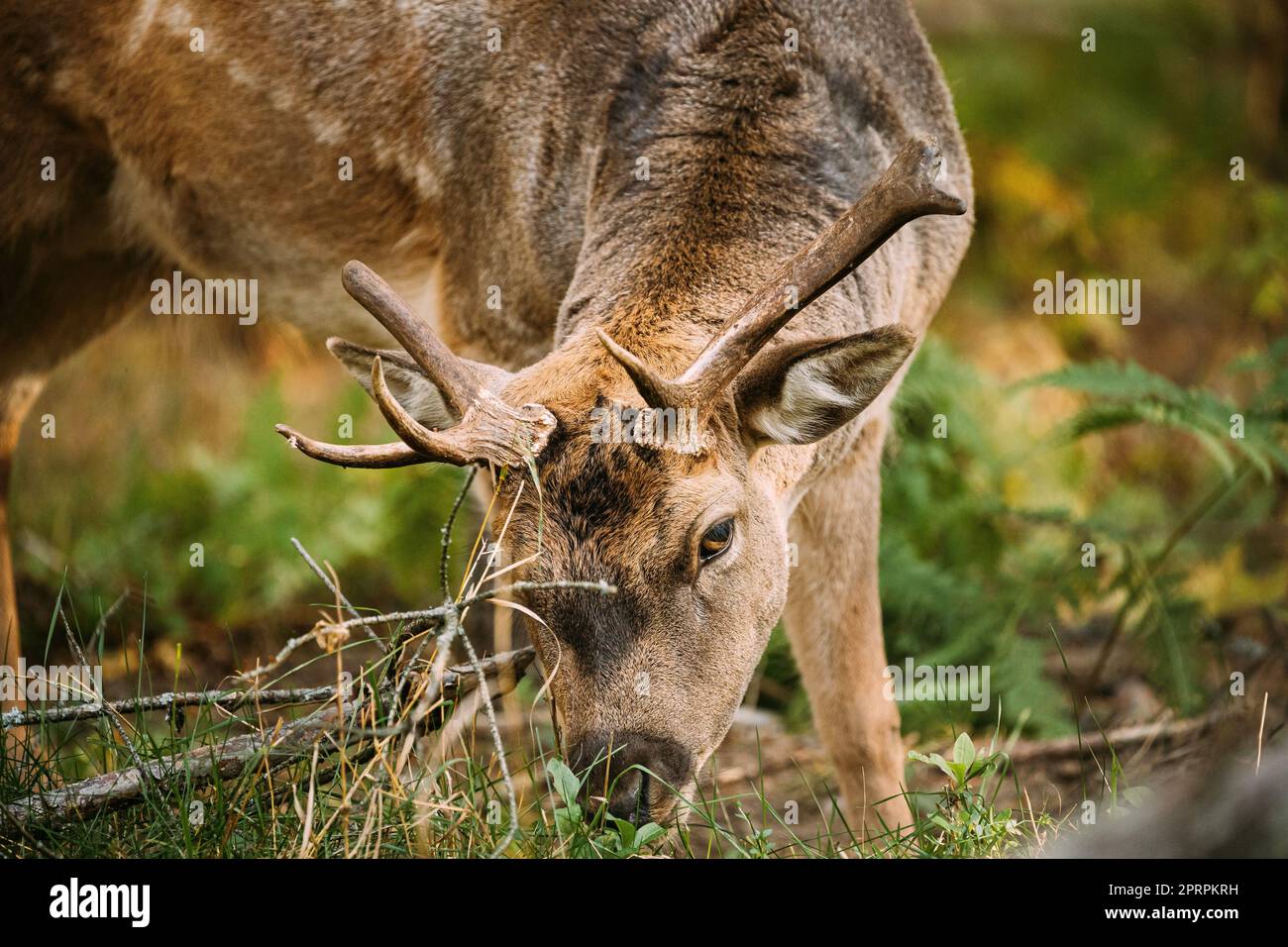 Bielorussia. Allow Deer o Dama Dama pascoli nella foresta autunnale. Chiudi Deer Foto Stock