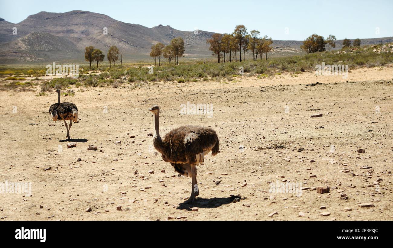 La velocità è importante quando non si può volare. Struzzi sulle pianure dell'Africa. Foto Stock