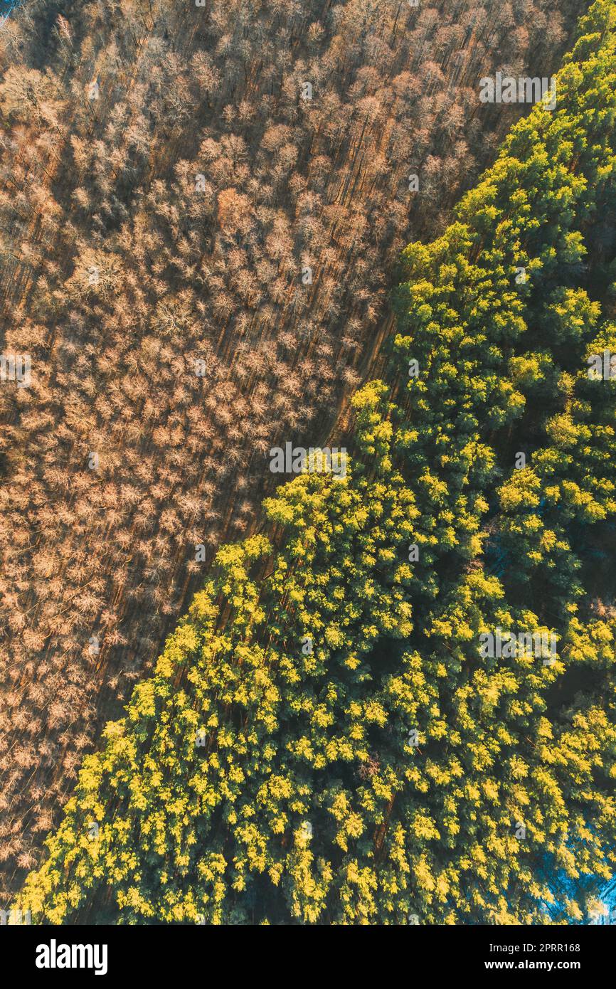 Vista aerea di alberi decidui senza foglie di fogliame e foresta di pini verdi in paesaggio all'inizio della primavera. Vista dall'alto in piano. Sfondo naturale dei boschi europei. Vista droni. Foto Stock