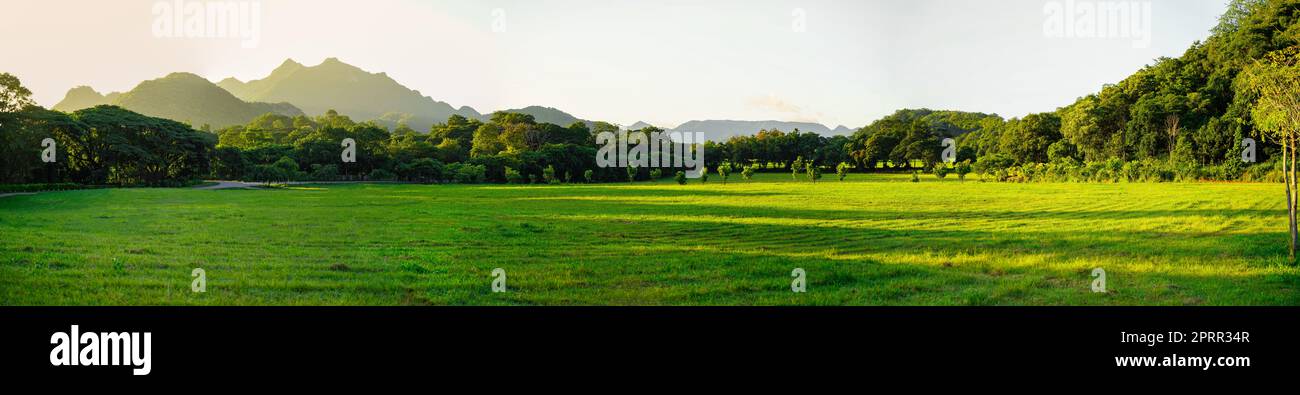 Vista panoramica sull'erba e sulla foresta Foto Stock