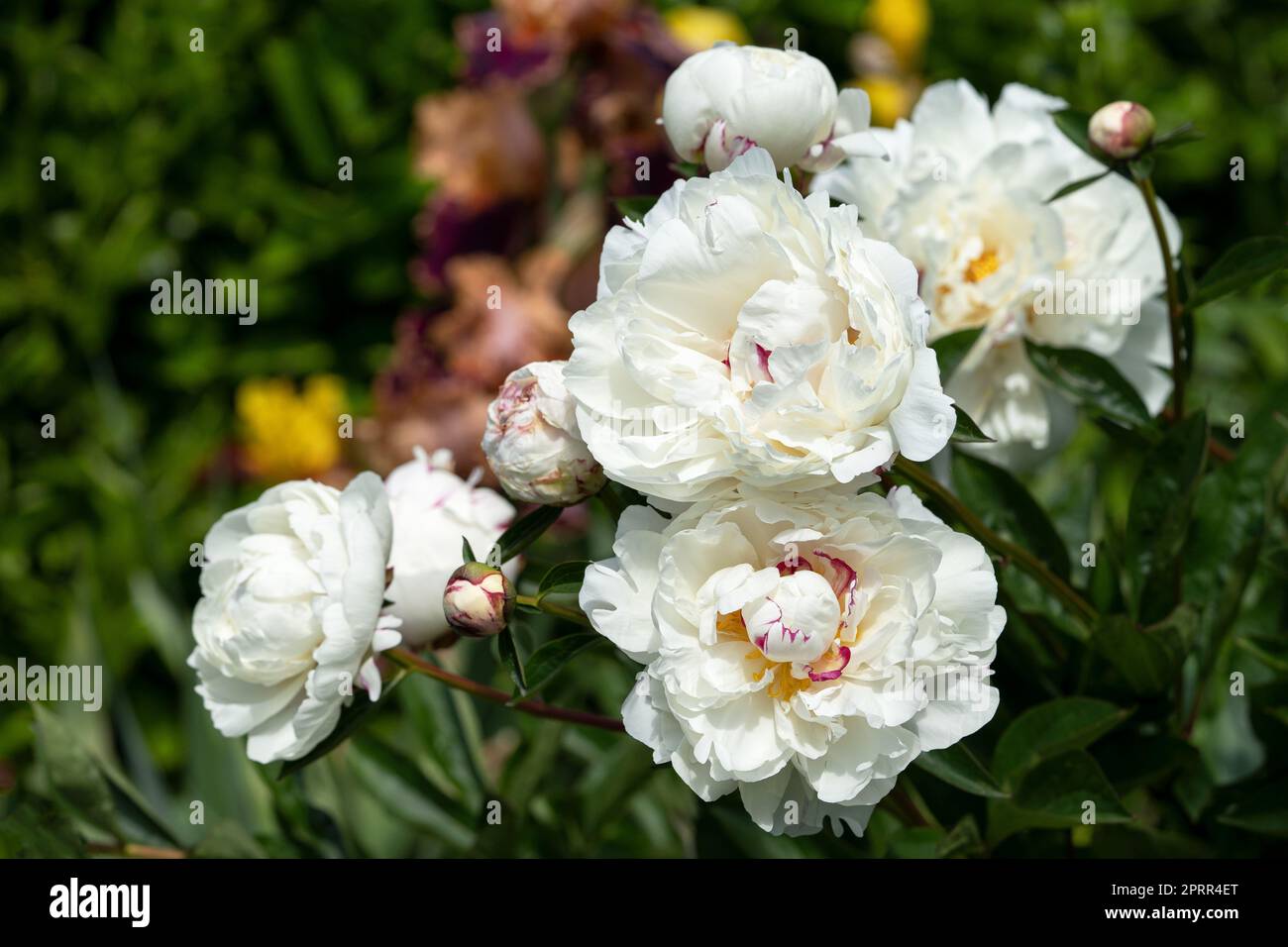 Primo piano immagine di Peonia (Paeonia lactiflora), fiori d'estate Foto Stock
