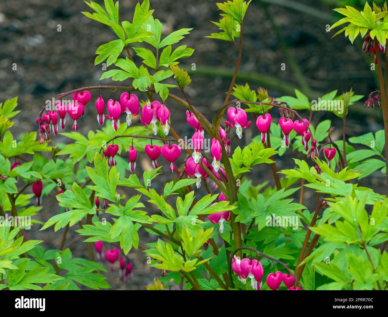 Cuore di spurgo impianto Lamprocapnos spectabilis Foto Stock