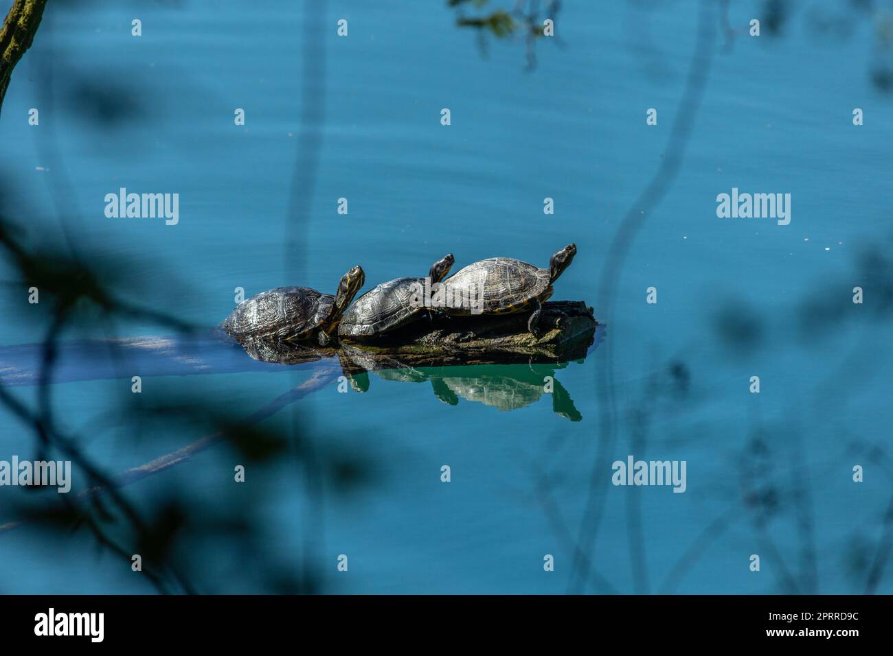 Il cursore dello stagno (Trachemys scripta) è una specie di tartaruga semiacquatica comune di medie dimensioni. Foto Stock