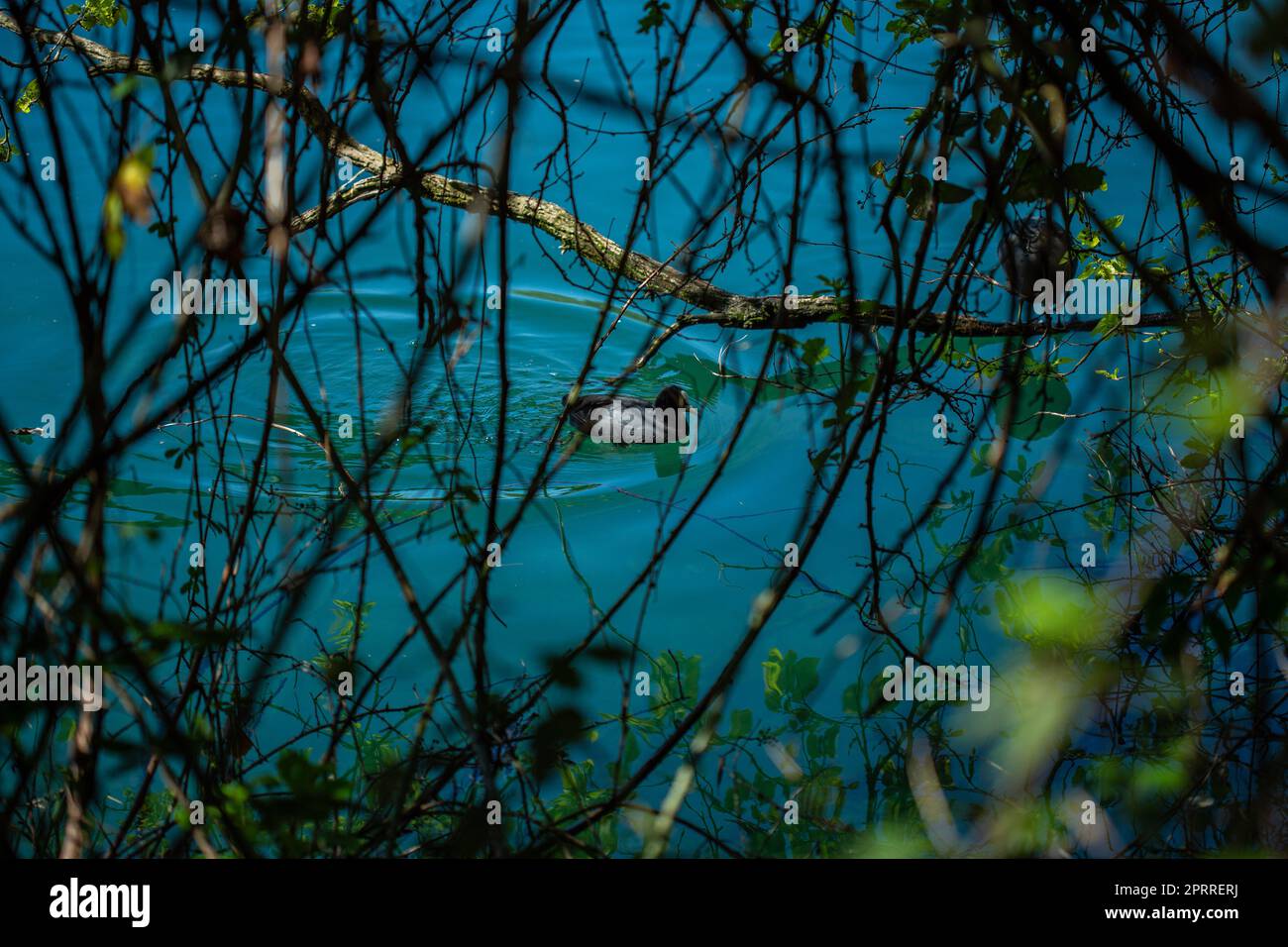 L'Adda (latino Abdua, o Addua; in lombardo Ada o, ancora, Adda nei dialetti locali dove sono marcate le doppie consonanti) è un fiume dell'Italia settentrionale, un fiume Foto Stock