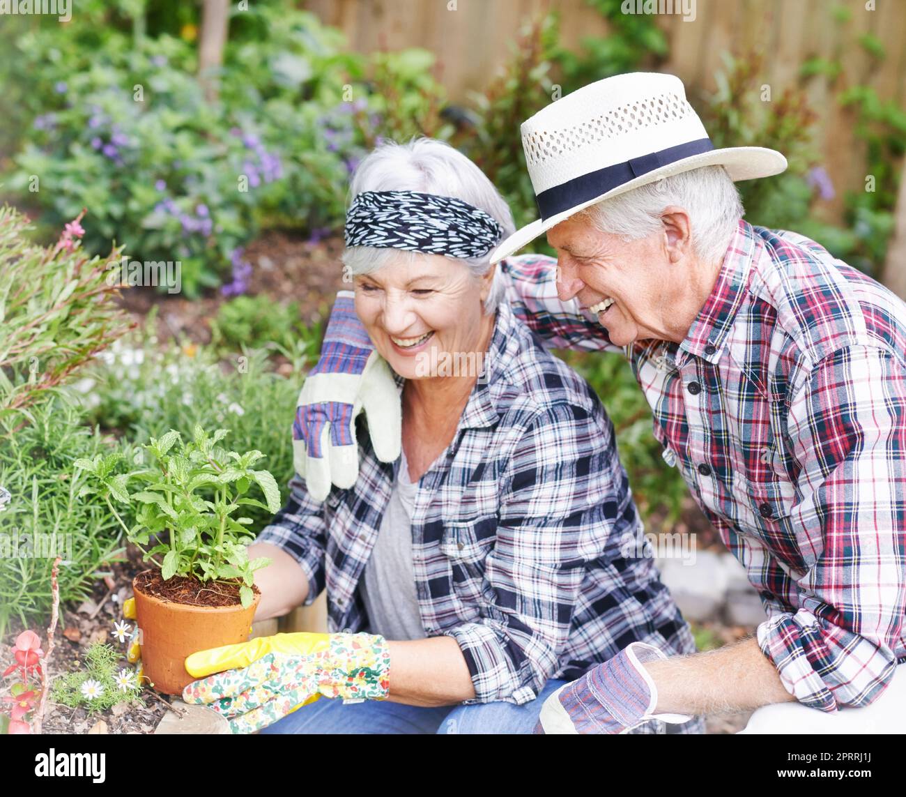 Giardinaggio insieme. Una coppia anziana felice che fa il giardinaggio occupato nel loro cortile posteriore. Foto Stock