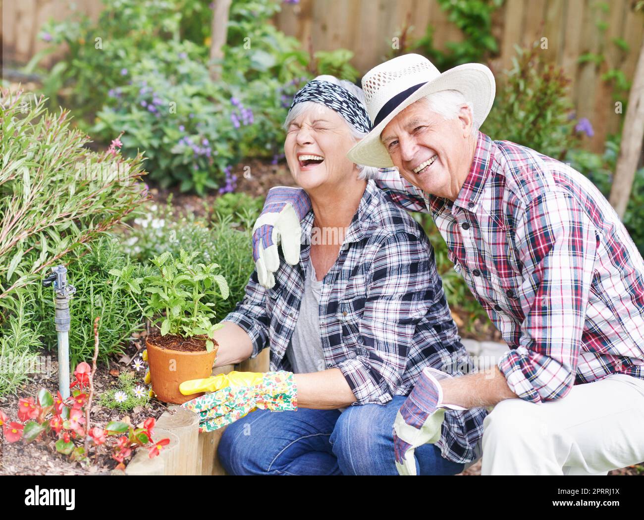 Il giardinaggio ci porta tanta gioia. Una coppia anziana felice che fa il giardinaggio occupato nel loro cortile posteriore. Foto Stock