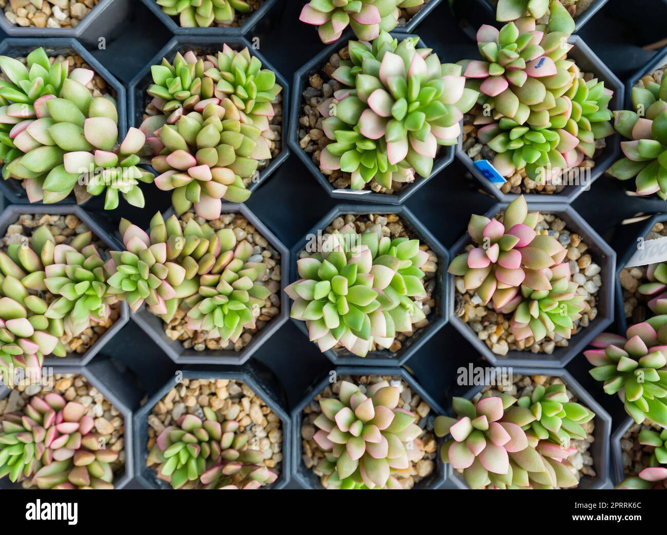 Echeveria Ruby Rosa, piante succulente che coltivano nel vivaio. Vista dall'alto. Foto Stock