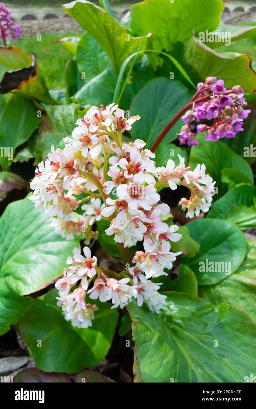 Il fiore bianco di Bergenia purascens Foto Stock