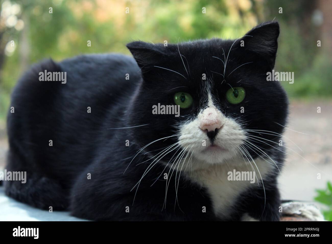 Un grande gatto nero con una museruola bianca e occhi verdi da vicino guarda dritto davanti. Foto Stock