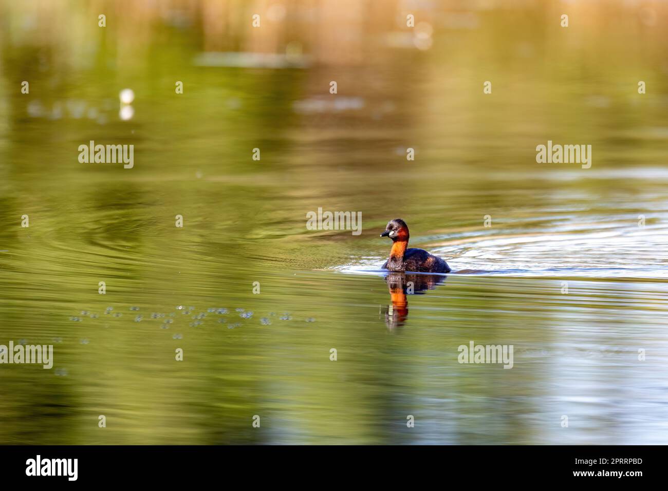 Uccello d'acqua piccolo Grebe, Tachybaptus ruficollis Foto Stock