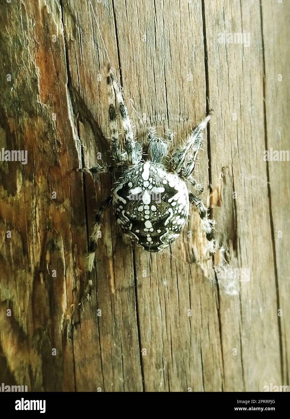 Ragno che sale su un palo di legno Foto Stock
