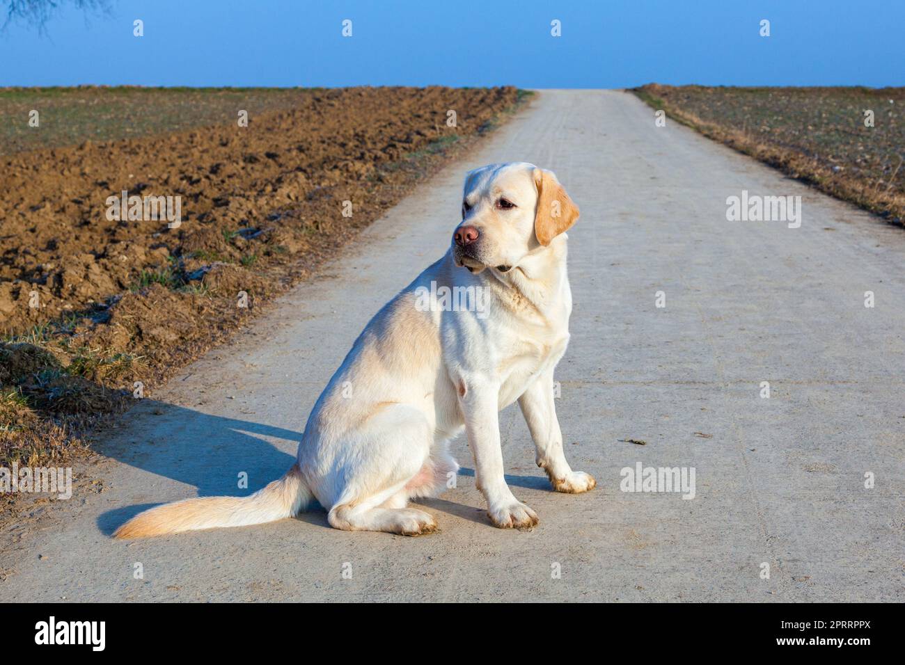 labrador bianco seduto Foto Stock labrador bianco seduto Foto Stock