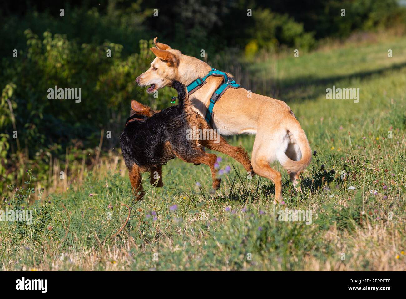due cani che corrono e giocano Foto Stock