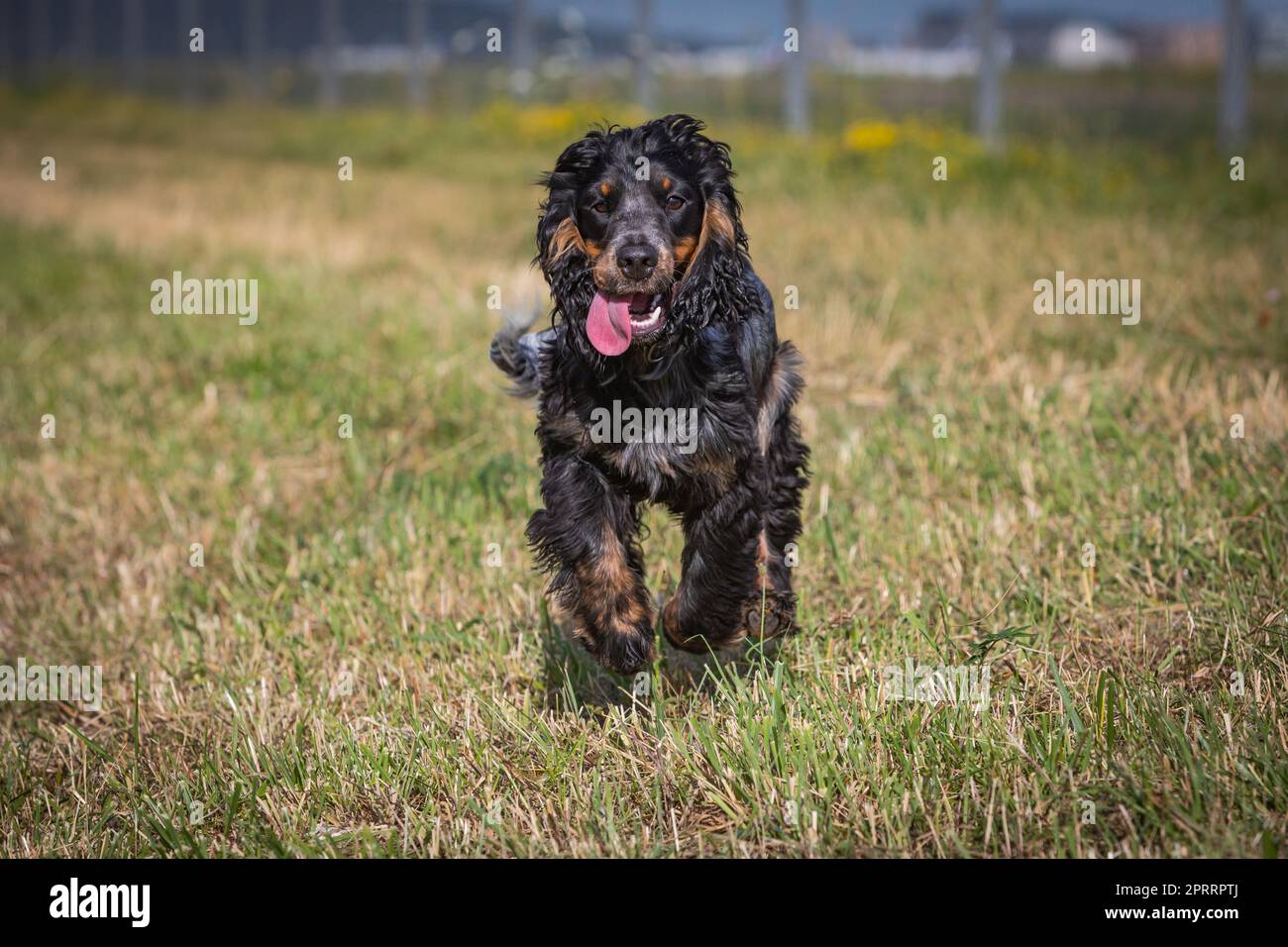 esecuzione cocker spaniel Foto Stock