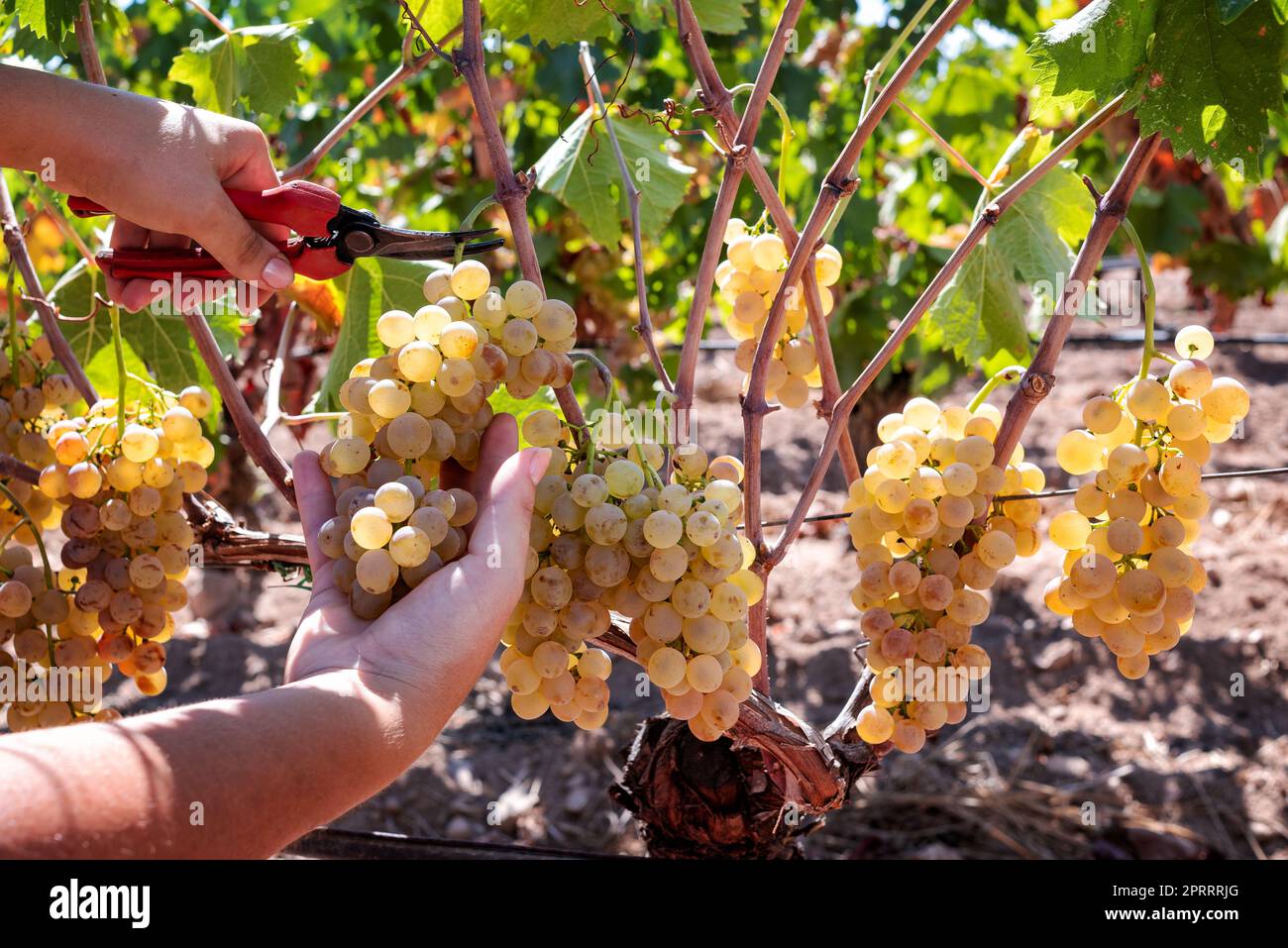 Vendemmia Vermentino. Raccolta manuale delle uve. Agricoltura. Foto Stock