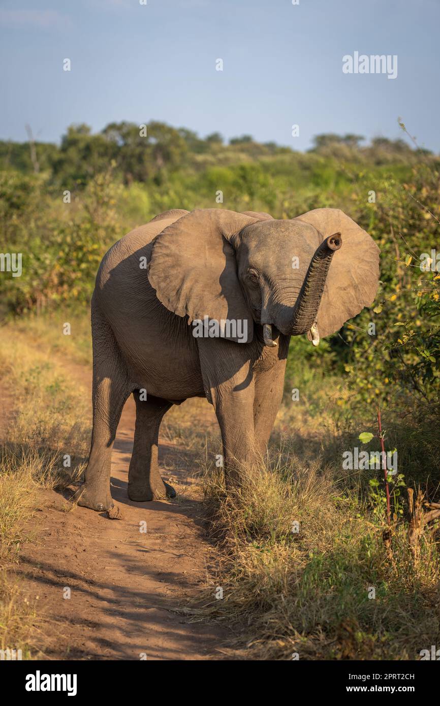 L'elefante africano del cespuglio sta fiutando il vento Foto Stock