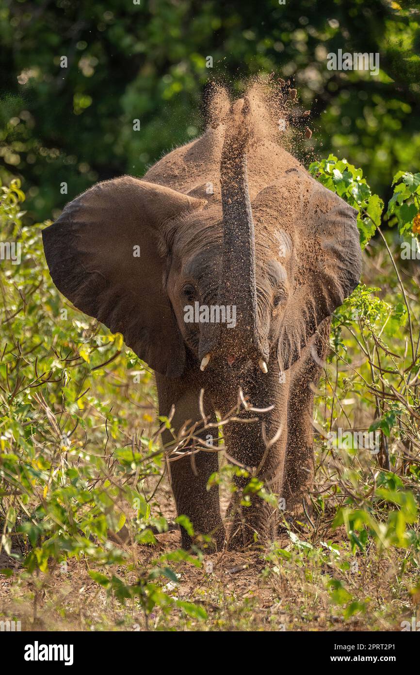 L'elefante africano del cespuglio lancia la terra sopra la testa Foto Stock