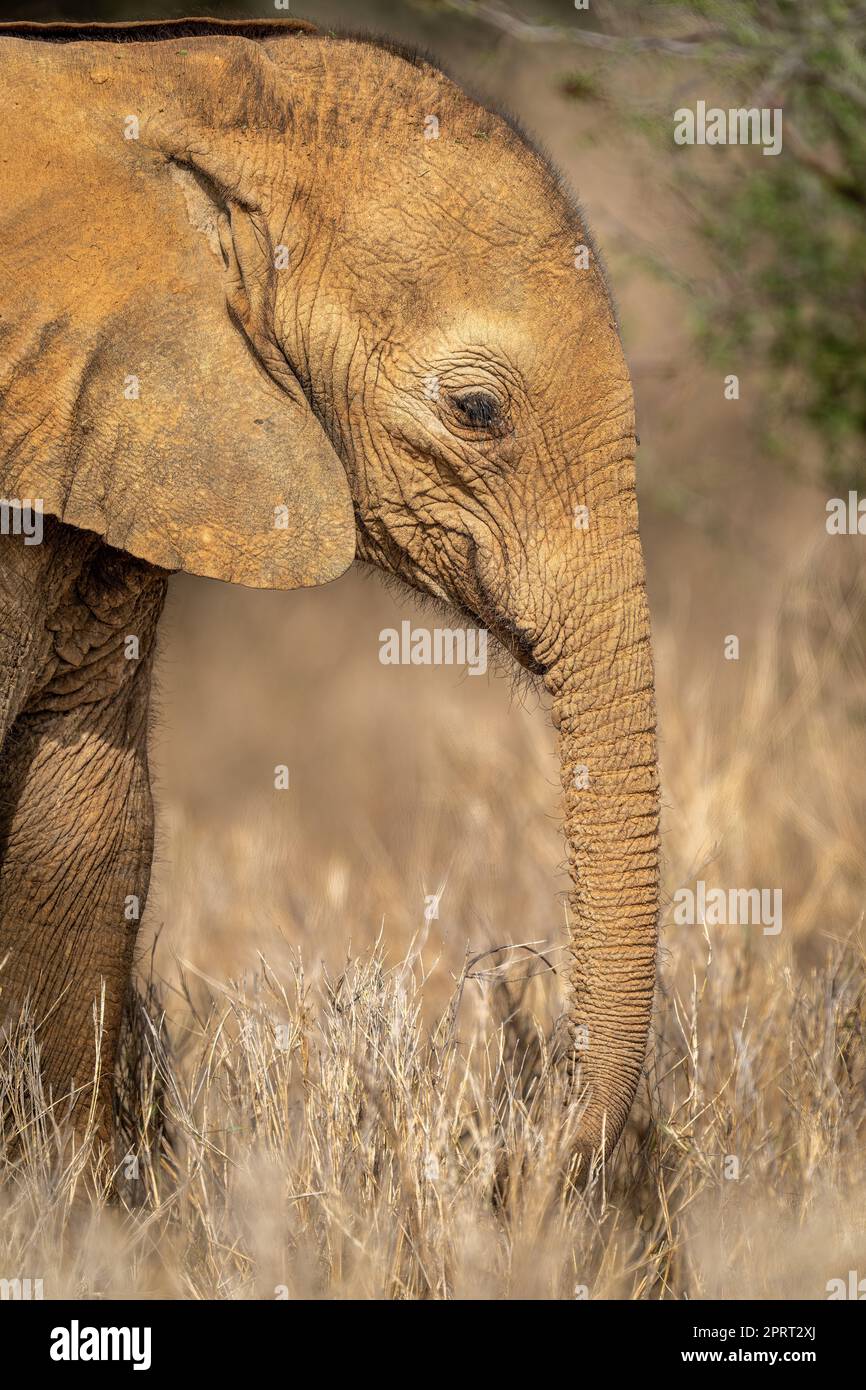 Primo piano di vitello africano elefante in erba Foto Stock