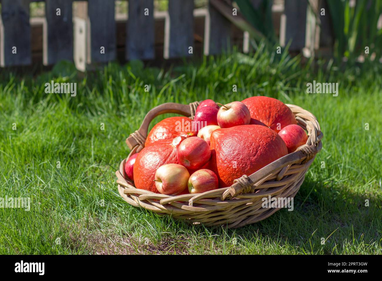 zucche e mele in un cesto sull'erba Foto Stock