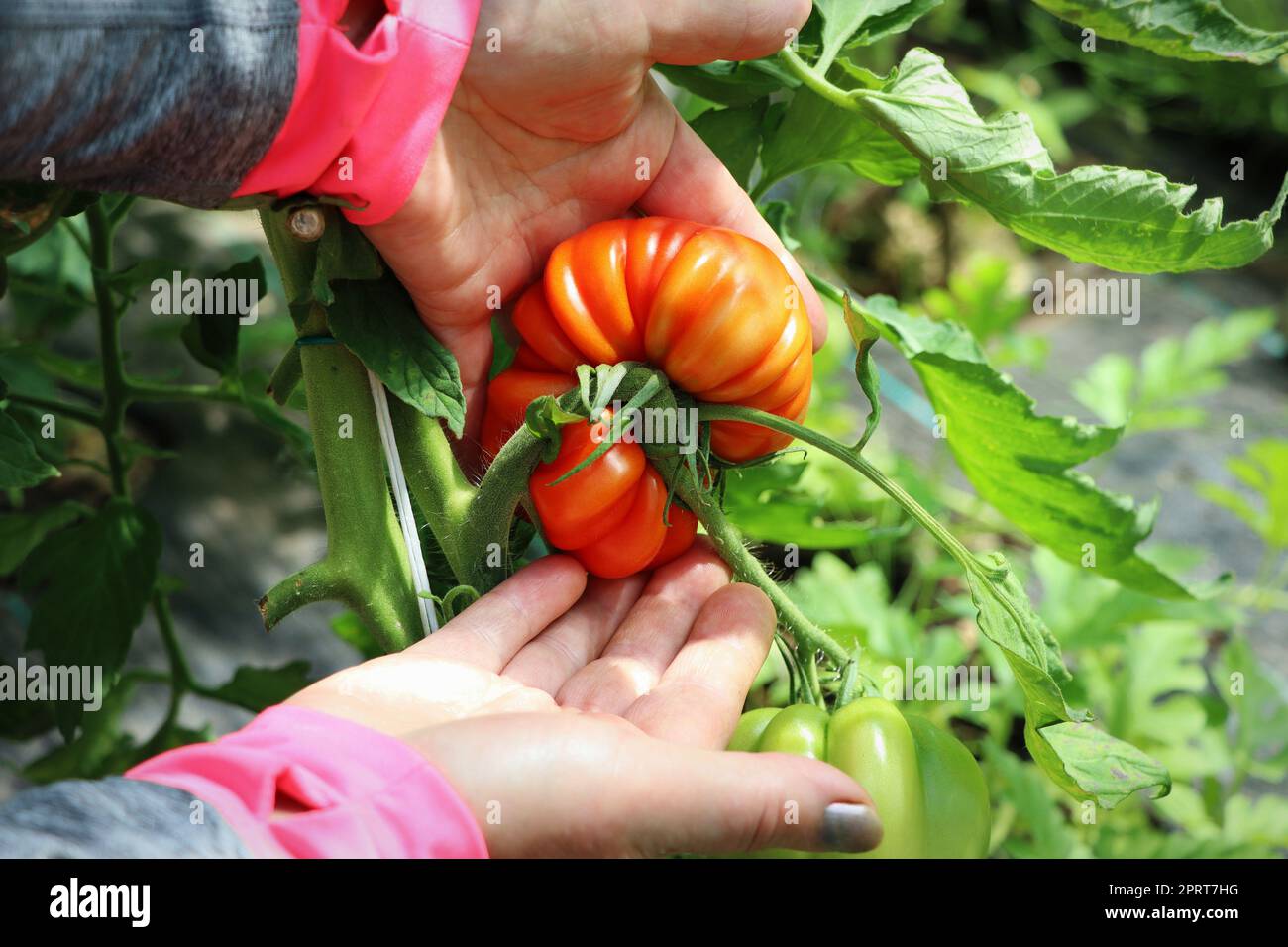 Grande pomodoro rosso in mani contadine . Foto Stock