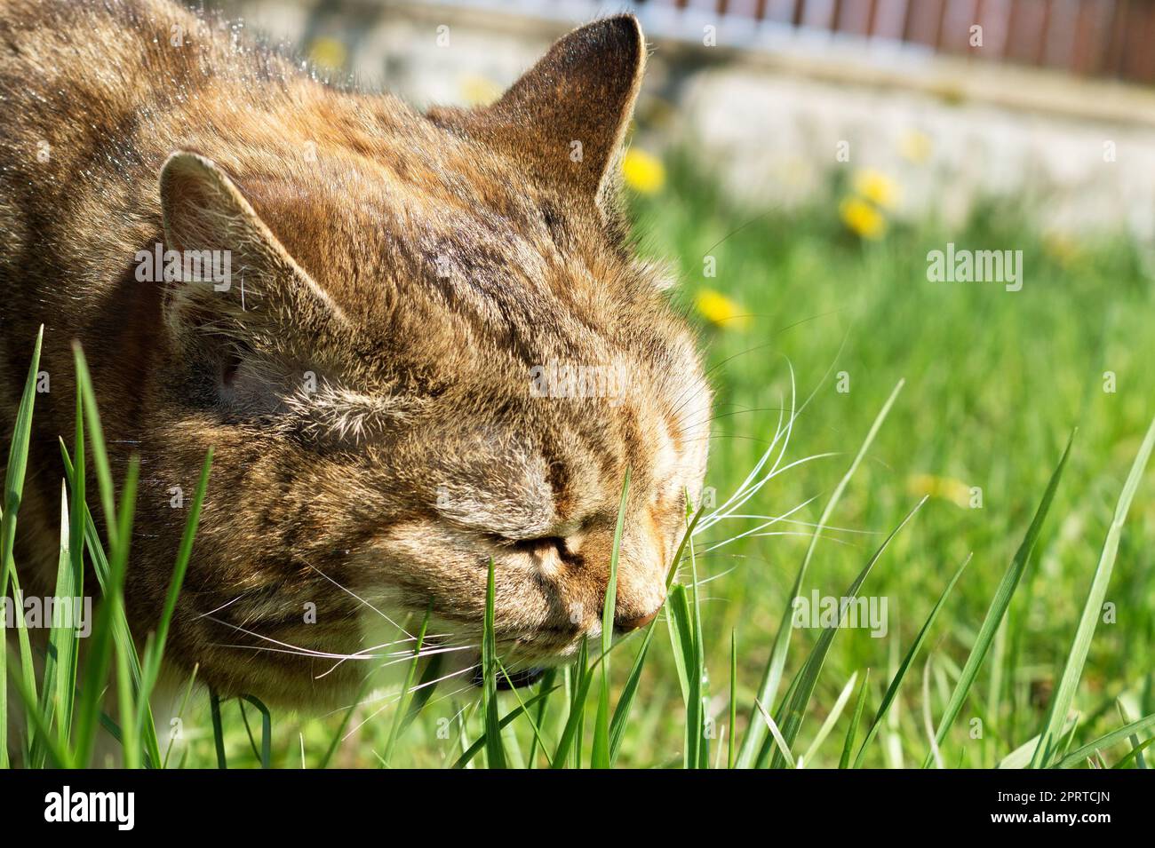 Tricolore grande gatto mangiare erba in giardino per aiutare la digestione e per pulire lo stomaco di lana. Acido folico per gatti. Foto Stock