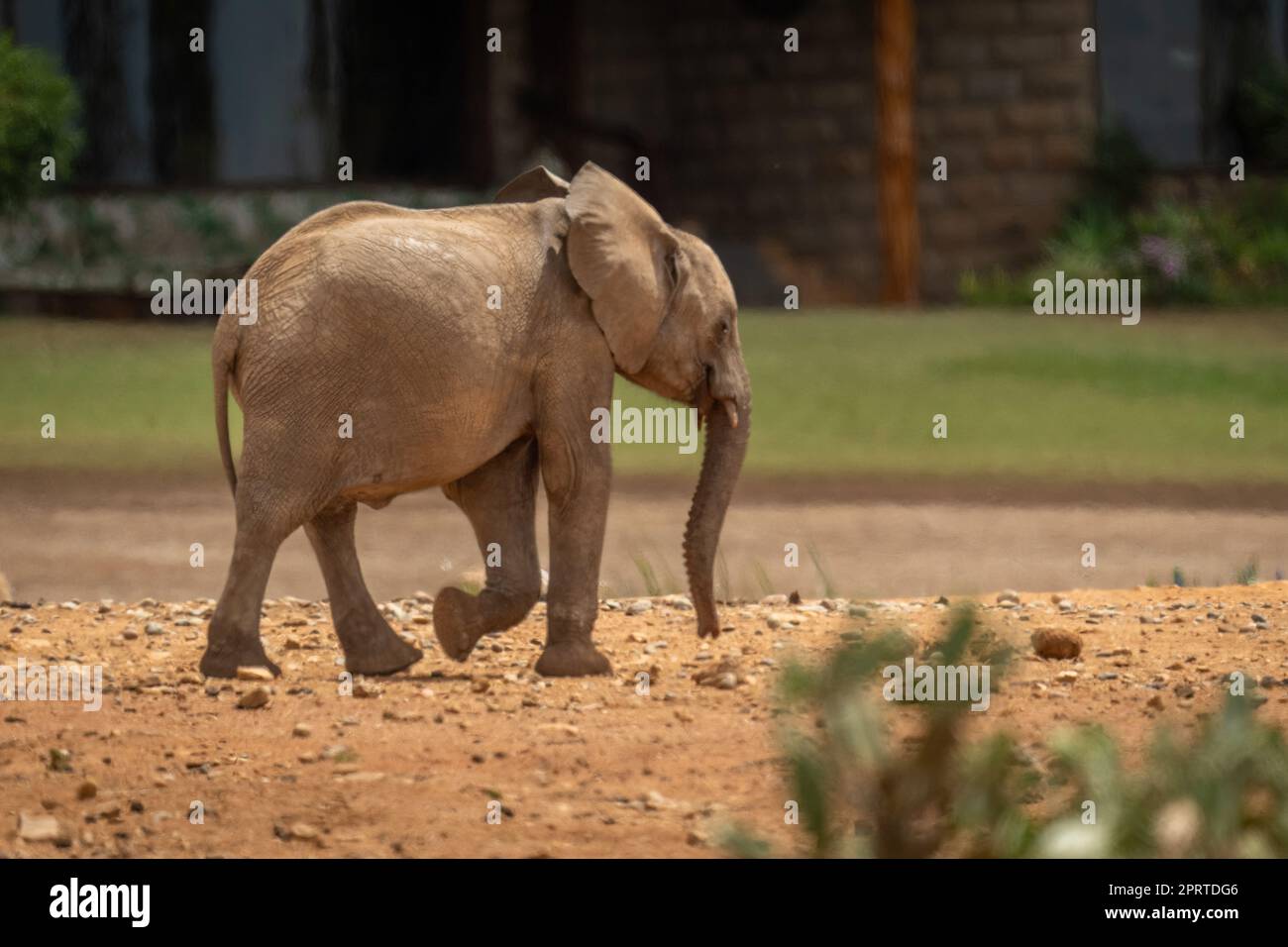 Giovane elefante africano cespuglio passa safari Lodge Foto Stock