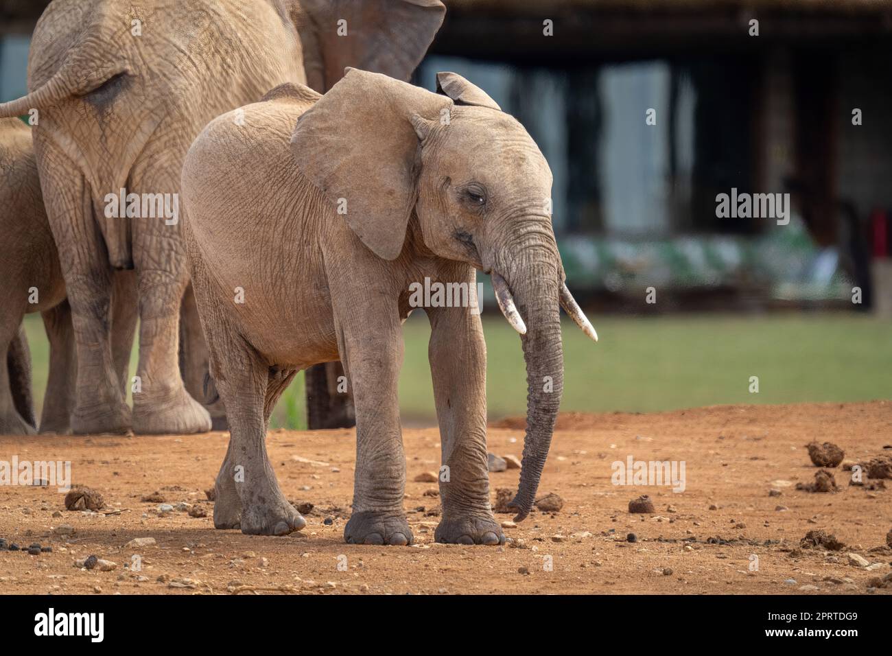Giovane elefante africano bush si alza la macchina fotografica Foto Stock
