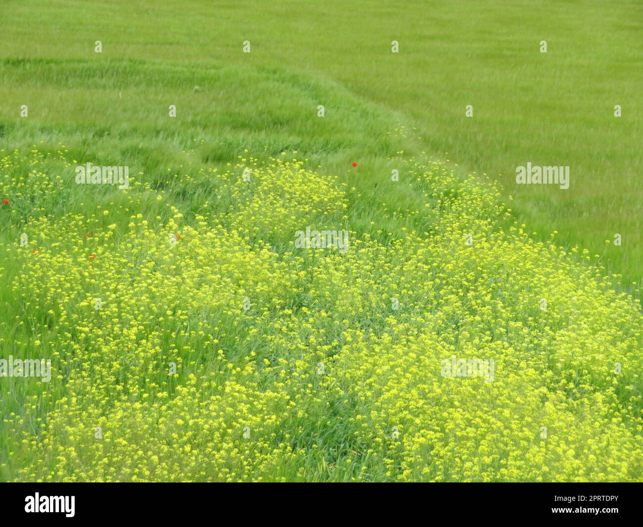 Bel campo verde di cereali e fiori gialli di bel colore Foto Stock