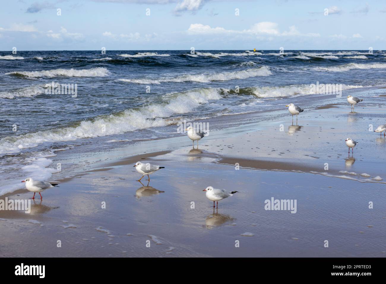 Bellissimo paesaggio sul mare, una spiaggia vuota, le acque schiumose del Mar Baltico, gabbiani che camminano sulla sabbia, Wyspa Wolin, Miedzyzdroje, Polonia Foto Stock