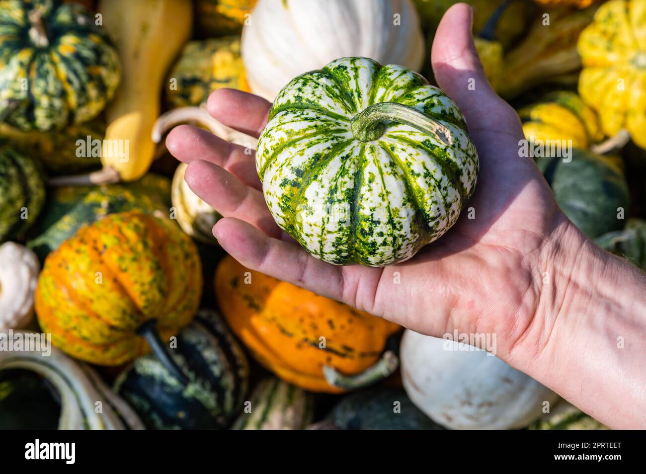 Un contadino bianco maschio tiene in mano una zucca ornamentale Foto Stock