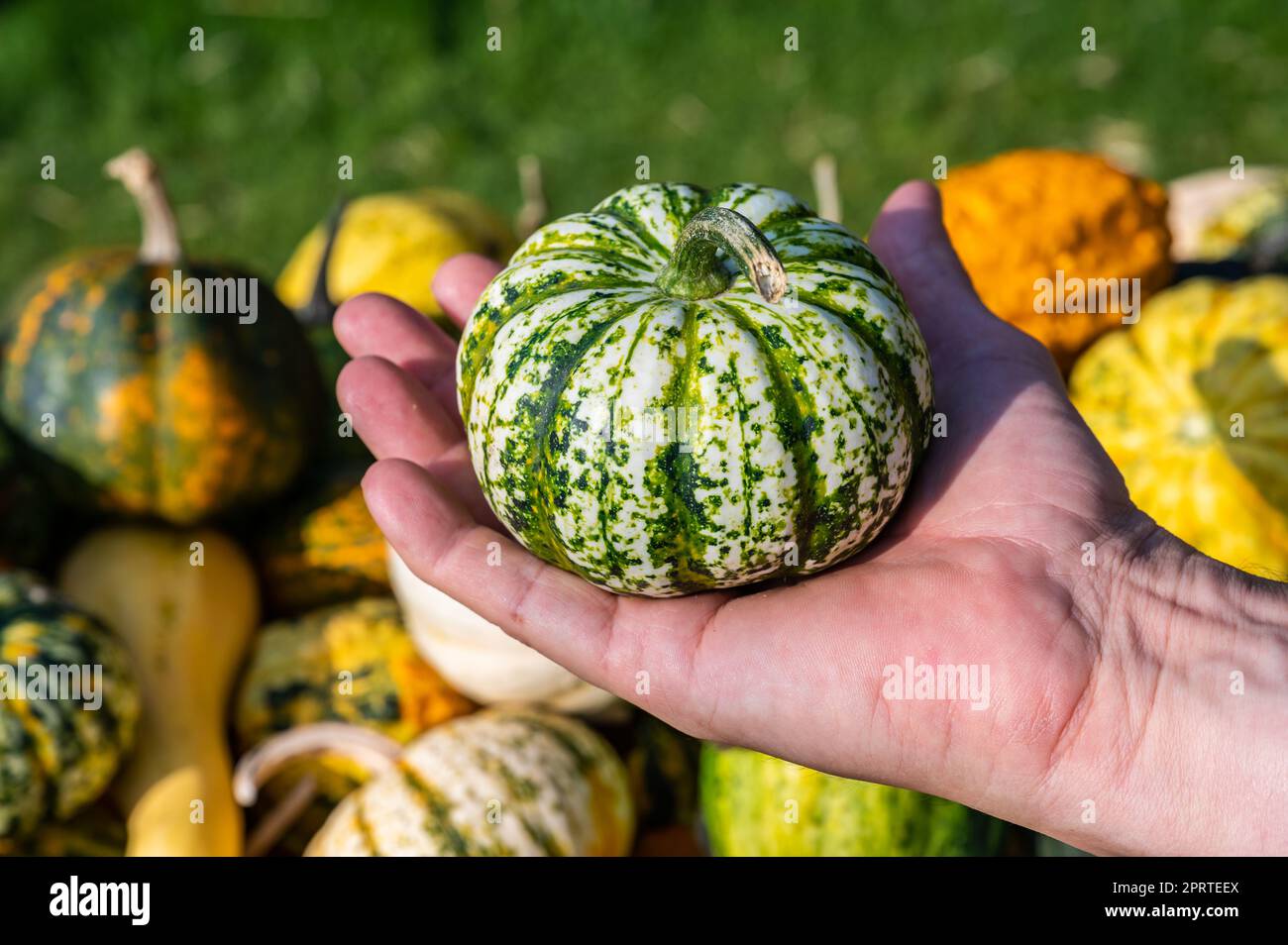 Un contadino bianco maschio tiene in mano una zucca ornamentale Foto Stock