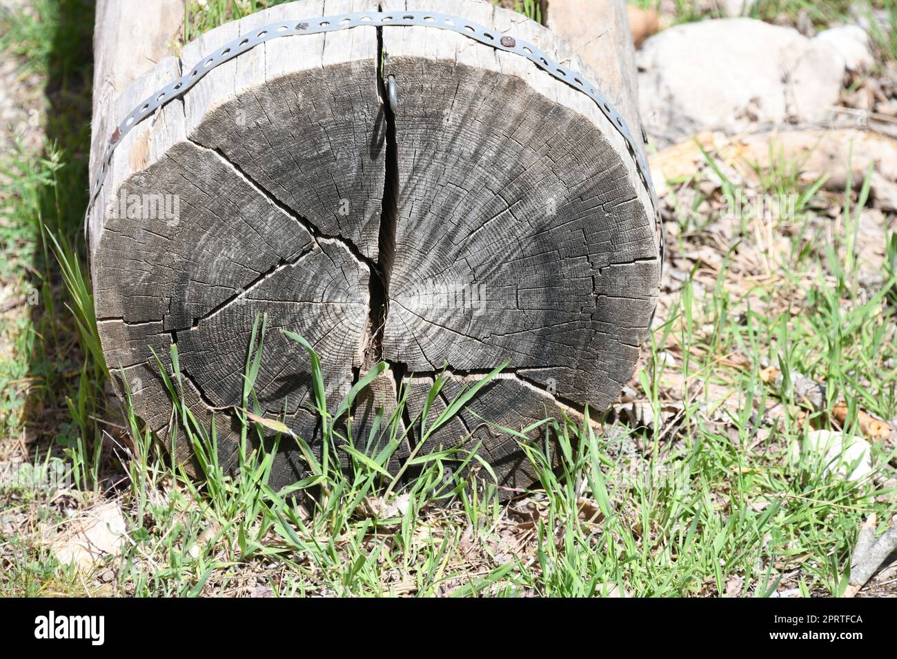 Anelli annuali su un tronco d'albero, provincia di Cuenca, Spagna Foto Stock