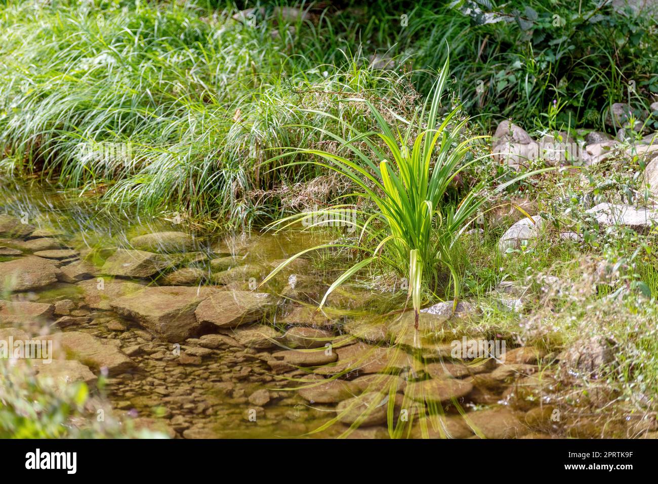 Foresta di paludi scure con riflessi nell'acqua scura con felci Foto Stock