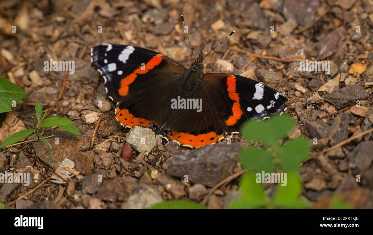Admiral Butterfly sul pavimento della foresta. Insetto raro dai colori brillanti. Foto di animali Macro Foto Stock