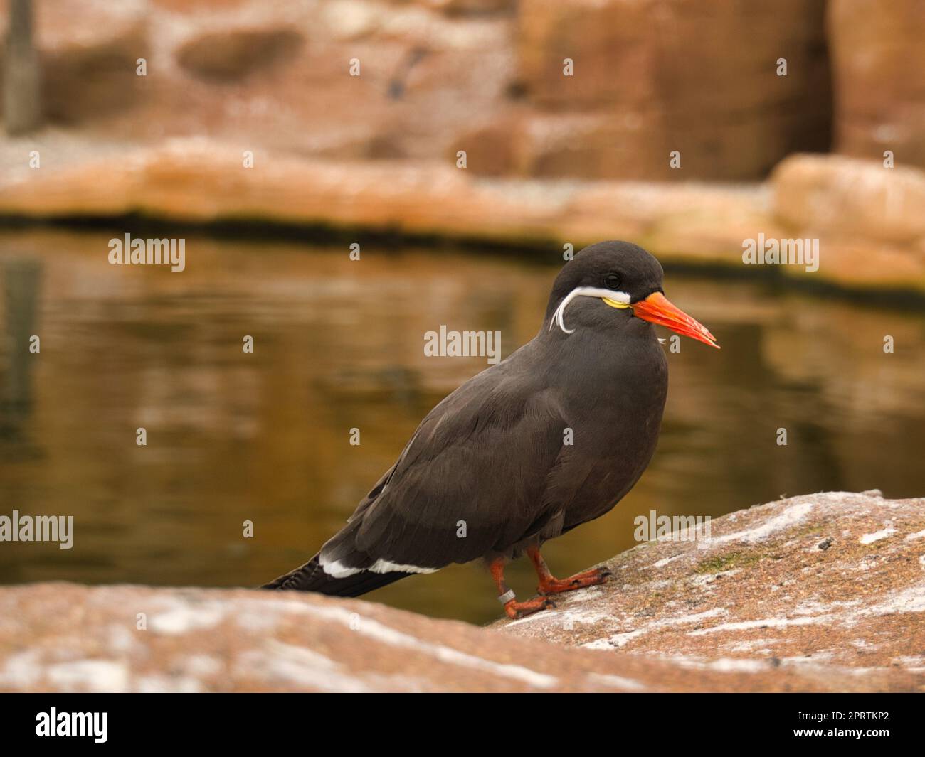 la terna inka è un uccello marino con piumaggio grigio e becco rosso con una sapiente piuma Foto Stock